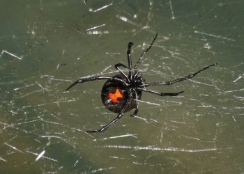 Poisonous Texas Spider