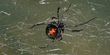 Poisonous Texas Spider