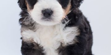 Dog Owner Home Buying: Protect Your Dog with a Healthy Home Dog Owner Home Buying