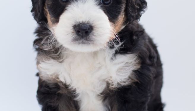 Dog Owner Home Buying: Protect Your Dog with a Healthy Home Dog Owner Home Buying